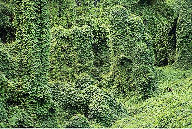 日媒发布年度娱乐IP财富力排名 宝可梦第一海贼王第三